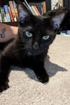 Luna II - Cat