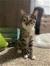 Tilly - Kitten
