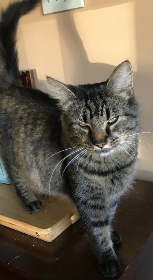 Pricilla - Cat