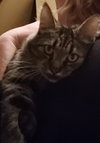 Pricilla - Cat