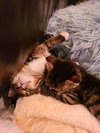 Twinkie (female) & Squirt (male) - Kittens