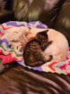 Twinkie (female) & Squirt (male) - Kittens
