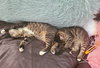 Twinkie (female) & Squirt (male) - Kittens