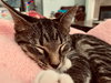 Twinkie (female) & Squirt (male) - Kittens