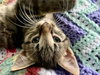 Twinkie (female) & Squirt (male) - Kittens