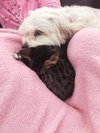 Twinkie (female) & Squirt (male) - Kittens