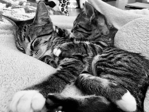 Twinkie (female) & Squirt (male) - Kittens