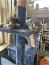 Edith & Archie - Bonded Kitten Siblings!