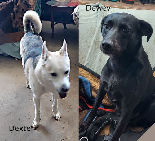 Dewey & Dexter - Bonded Pair