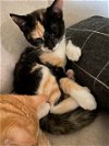 Valentina-kitten