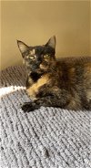 Tinkerbell - Sweet lap cat!