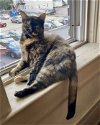 Tinkerbell - Sweet lap cat!