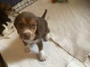 Bisbee
