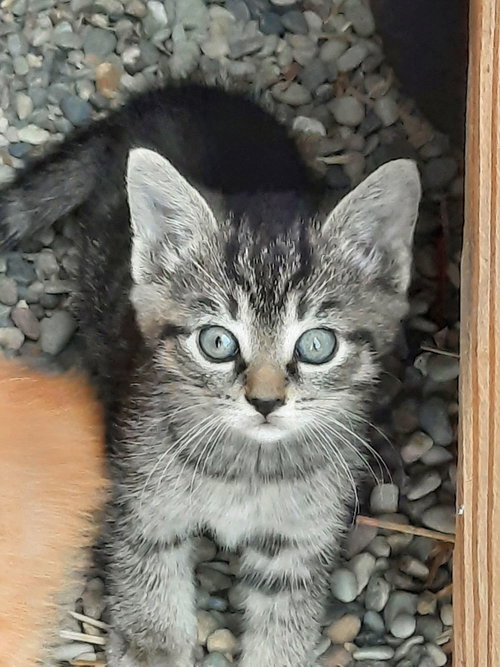 Lucy -Kitten - Courtesy Listing