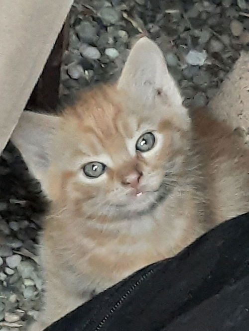 Jasper Orange Kitten - Courtesy Listing