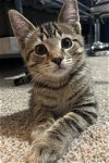 Pesto - Purrfect lap kitty