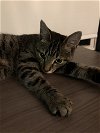 Pesto - Purrfect lap kitty
