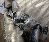 Luna - Kitten