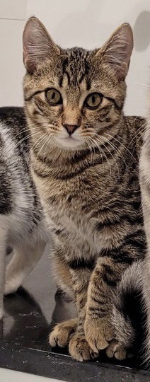 Luna - Kitten