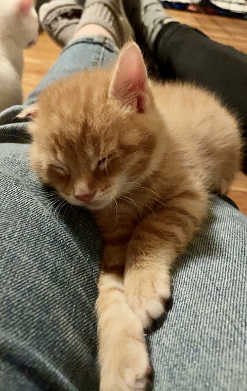 Stew - Soup Kittens