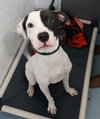 Pound Dog-Pee Wee-164162-COURTESY LISTING
