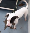 Pound Dog-Pee Wee-164162-COURTESY LISTING