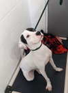 Pound Dog-Pee Wee-164162-COURTESY LISTING