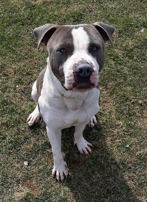 Pound Dog-Uggs-162350-Courtesy Listing