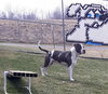 Pound Dog-Uggs-162350-Courtesy Listing