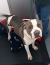 Pound Dog-Uggs-162350-Courtesy Listing