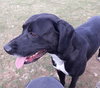 Pound Dog-Priscilla-165224-Courtesy Listing