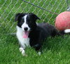 Pound Dogs-Phoebe 166558