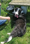 Pound Dogs-Phoebe 166558
