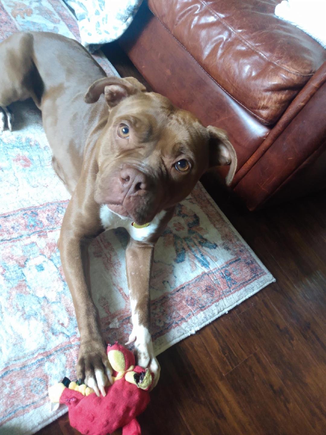 adoptable Dog in Rootstown, OH named Izzy - Courtesy Listing