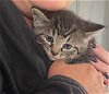 Kitten 3 - Courtesy Listing