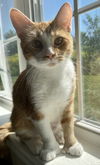 Jilly - *adoption fee sponsored!