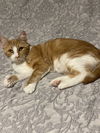 Jilly - *adoption fee sponsored!