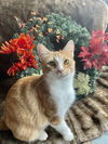 Jilly - *adoption fee sponsored!