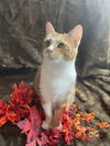 Jilly - *adoption fee sponsored!