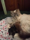 Mimi - Courtesy Listing
