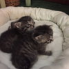 Mimi - Courtesy Listing