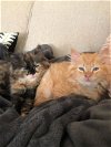 Cali & Chili - Bonded Kittens