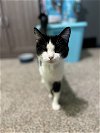 One Eyed Izzy - Best cat EVER