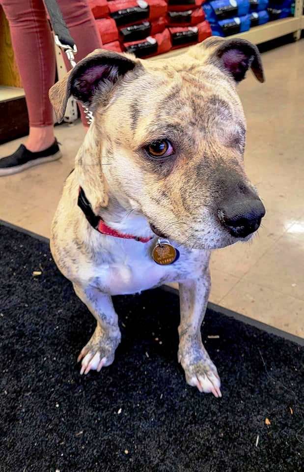 adoptable Dog in Rootstown, OH named *Gretel - ONE FREE TRAINING SESSION