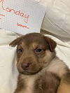 Monday - GSD Mix Puppy