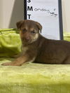 Monday - GSD Mix Puppy