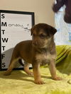 Monday - GSD Mix Puppy