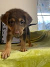 Tuesday - GSD Mix Puppy