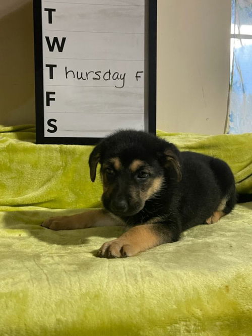 Thursday - GSD Puppy