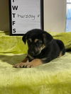 Thursday - GSD Puppy